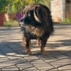 Senior Mischling sucht dringend ein Zuhause