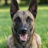 Netter Malinoisrüde Milosh sucht liebes Zuhause