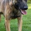 Netter Malinoisrüde Milosh sucht liebes Zuhause