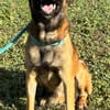 Netter Malinoisrüde Milosh sucht liebes Zuhause