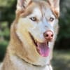 Leo sucht sein Für-immer-Zuhause