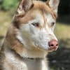 Leo sucht sein Für-immer-Zuhause
