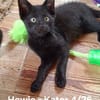 Howie und Remi suchen ein Zuhause mit Freigang