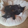 Howie und Remi suchen ein Zuhause mit Freigang
