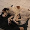 Hiro m ca 4 Jahre