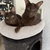 Ori und Feivel - Stapelkater