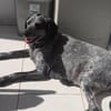 Patch (zur Pflege in 26789 Leer)