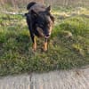 Dado mit großem Herz sucht sein zuhause