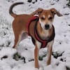 CHARLY - erst 'ne Runde toben, dann 'ne Runde kuscheln