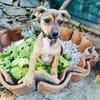 Elio ein kleiner Dackelmix