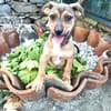 Elio ein kleiner Dackelmix