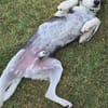 Aiden -schüchtern und freundlich-