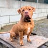 THOR (en cours d'adoption)