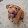 THOR (en cours d'adoption)