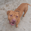 THOR (en cours d'adoption)
