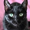 BASTET C