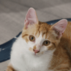 BARTSIE
