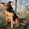 Tyson