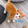 Kurama