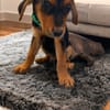 TYSON