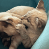 ATHENA ET AMAZONE
