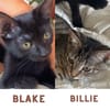 BLAKE ET BILLIE