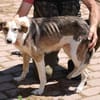 Cini - liebenswert u. anhänglich