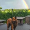 FUCHS ° Harzer Fuchs sucht seine eigenen Menschen