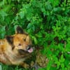 FUCHS ° Harzer Fuchs sucht seine eigenen Menschen