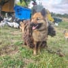 FUCHS ° Harzer Fuchs sucht seine eigenen Menschen