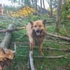 FUCHS ° Harzer Fuchs sucht seine eigenen Menschen