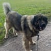 Ava sucht ein Zuhause