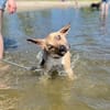 Max sucht ein Zuhause