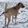 Max sucht ein Zuhause