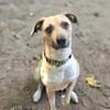 Max sucht ein Zuhause