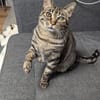 charmante Einzelprinzessin Gwendola in Ludwigshafen/ALM