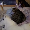 charmante Einzelprinzessin Gwendola in Ludwigshafen/ALM