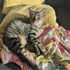 charmante Einzelprinzessin Gwendola in Ludwigshafen/ALM