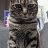 charmante Einzelprinzessin Gwendola in Ludwigshafen/ALM
