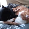 liebe Kater Simba u. Coco bei FFM ( ALO)