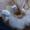 liebe Kater Simba u. Coco bei FFM ( ALO)