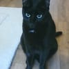 liebe Kater Simba u. Coco bei FFM ( ALO)