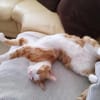 liebe Kater Simba u. Coco bei FFM ( ALO)