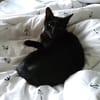 liebe Kater Simba u. Coco bei FFM ( ALO)