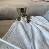Astrid - Samtpfote sucht Für-immer-Zuhause