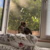 Astrid - Samtpfote sucht Für-immer-Zuhause