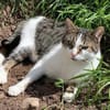 Leo sucht Zuhause als Einzelprinz