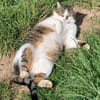 Leo sucht Zuhause als Einzelprinz