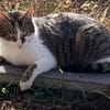 Leo sucht Zuhause als Einzelprinz