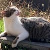 Leo sucht Zuhause als Einzelprinz